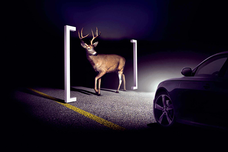 Thermal sensing on a vehicle picking up a deer on the road at night